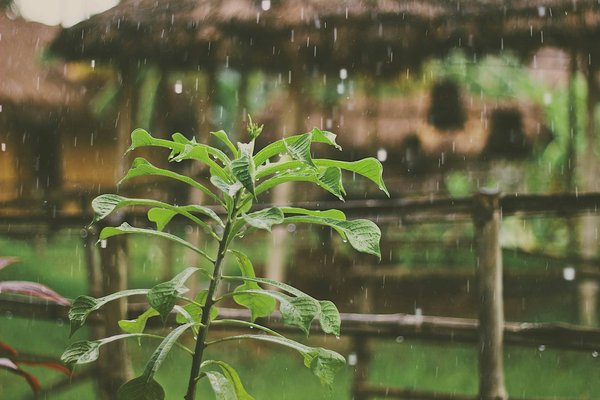 Quelle est l'efficacité des jardins de pluie pour la gestion des eaux urbaines?